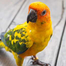 Aves
