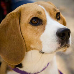 Cães